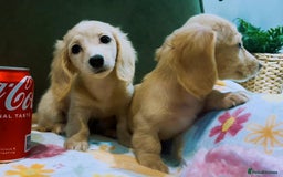 Miniature Dachshund dogs for sale: KC Cream long haired miniature dachshund puppies - Image 10