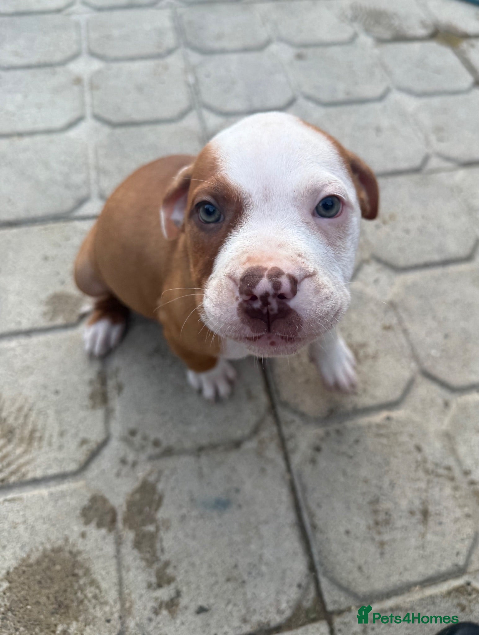 Mixed Breed dogs Old tyme American bullys - Advert 16