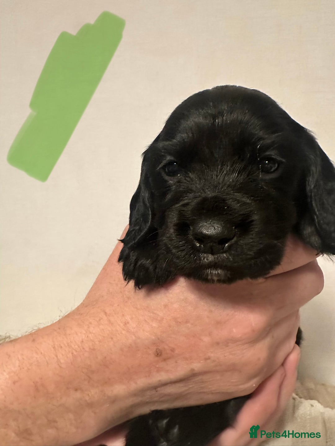 Cocker Spaniel dogs for sale: Superb Working Cocker Spaniel puppies - Advert 4