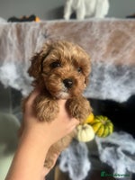 Cavapoo dogs - Advert 1