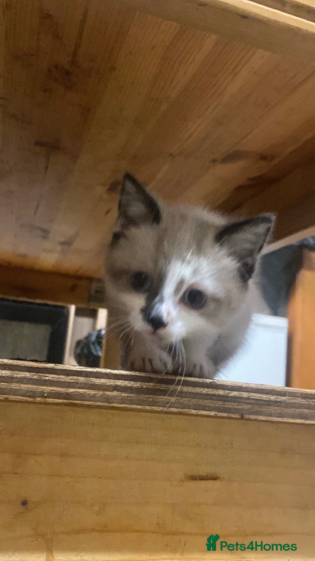 British Shorthair cats for sale: Beautiful kitten - Advert 3