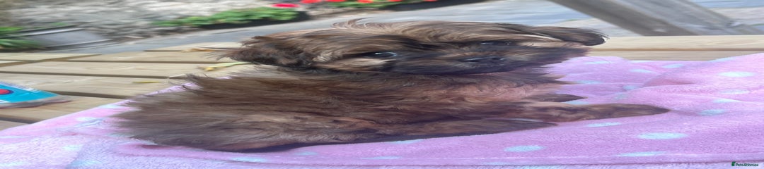 Shihpoo Puppy 2