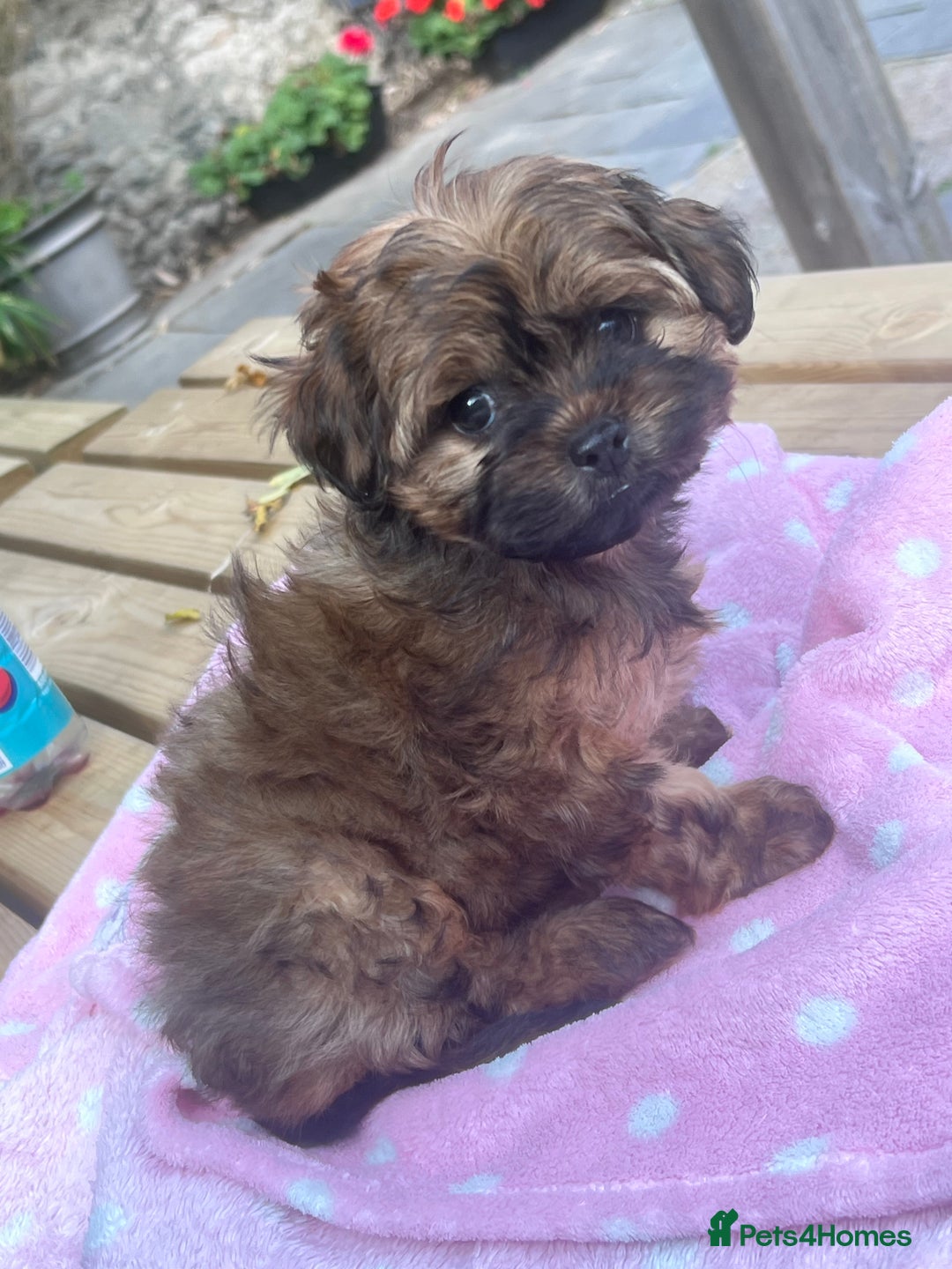 Shihpoo dogs for sale: Imperial toy Shihpoos  - Image 5