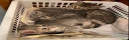 Mixed Breed cats for sale: Cute tabby kittens 8 weeks in Bradford - Advert 2