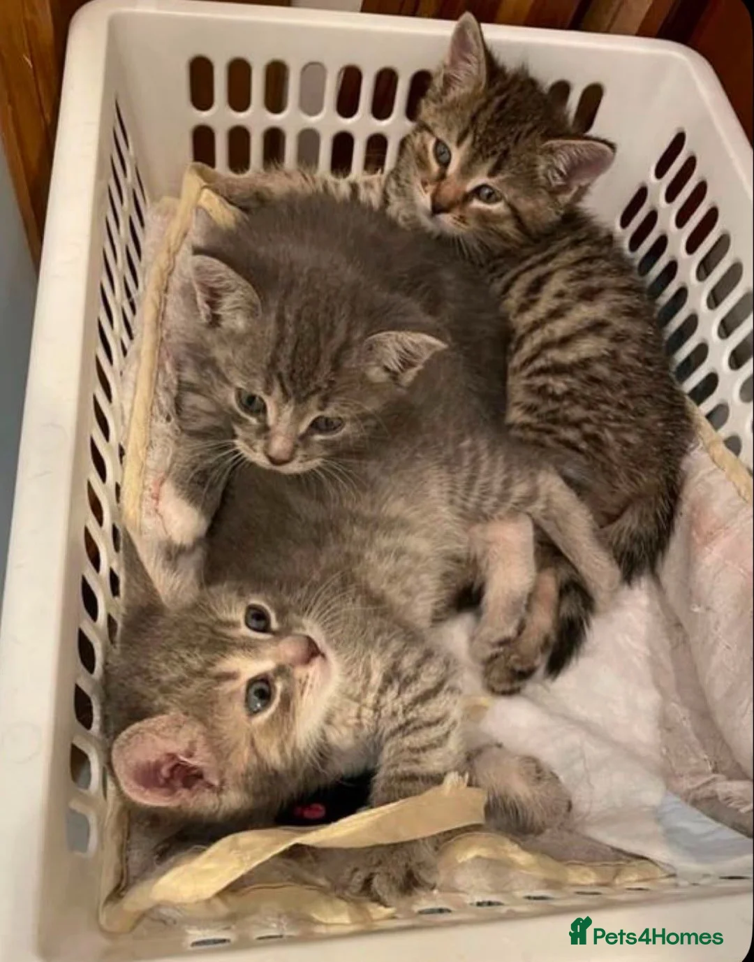 Mixed Breed cats for sale: Cute tabby kittens 8 weeks in Bradford - Advert 2
