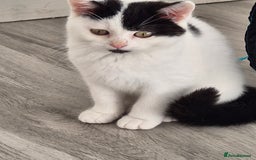 Selkirk Rex cats for sale: Tica reg  pedigree selkirk rex kittens ready now  - Advert 5