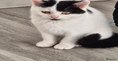 Selkirk Rex cats Tica registered pedigree selkirk rex kittens - Advert 11