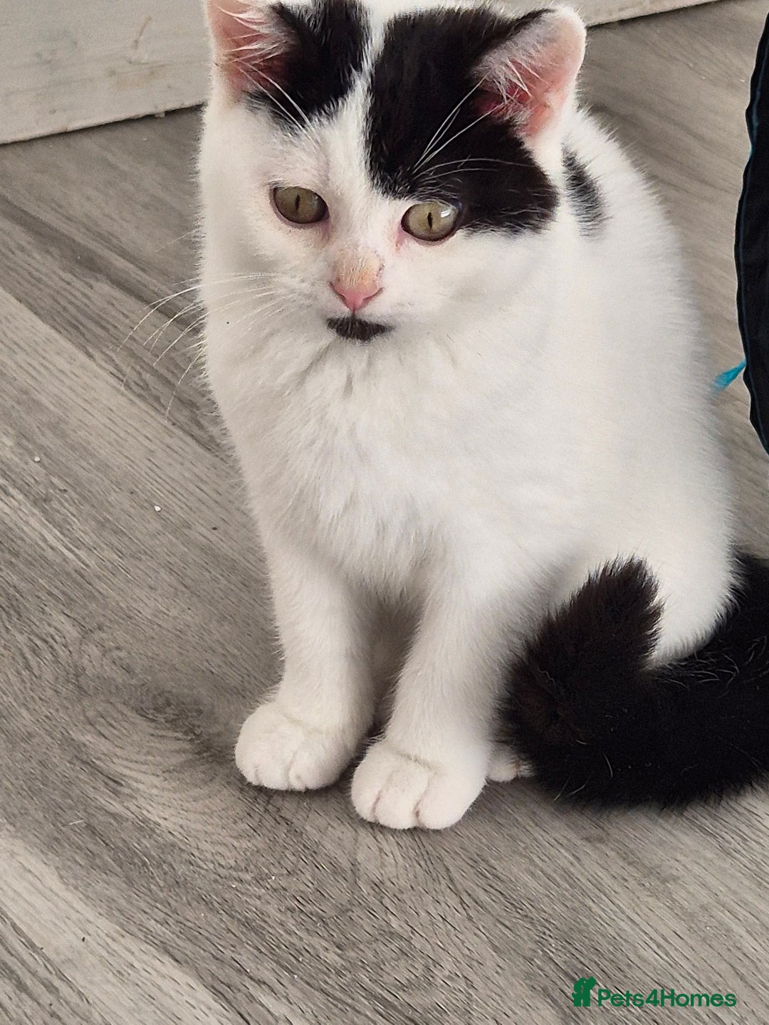 Selkirk Rex cats for sale: Tica reg  pedigree selkirk rex kittens ready now  - Advert 5