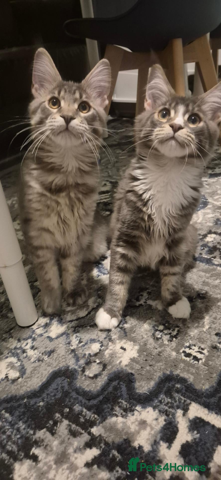 Maine Coon cats Maine Coon kittens AVAILABLE (Large) ready now - Advert 1
