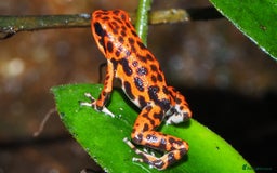 Frog reptiles for sale: Poison arrow frogs - fantastic frogs uk  - Image 13
