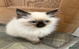 Ragdoll cats for sale: GCCF Registered seal point kittens - Image 15