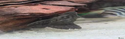 Plecos fish for sale: Tropical fish for sale in Macclesfield - Advert 6