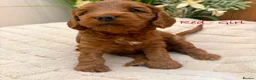 Cockapoo dogs for sale: Beautiful F2 Cockapoo Puppies  - Advert 3