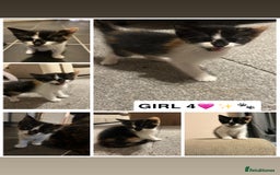 British Shorthair cats for sale: ✨4 BEAUTIFUL KITTENS✨ - Image 4