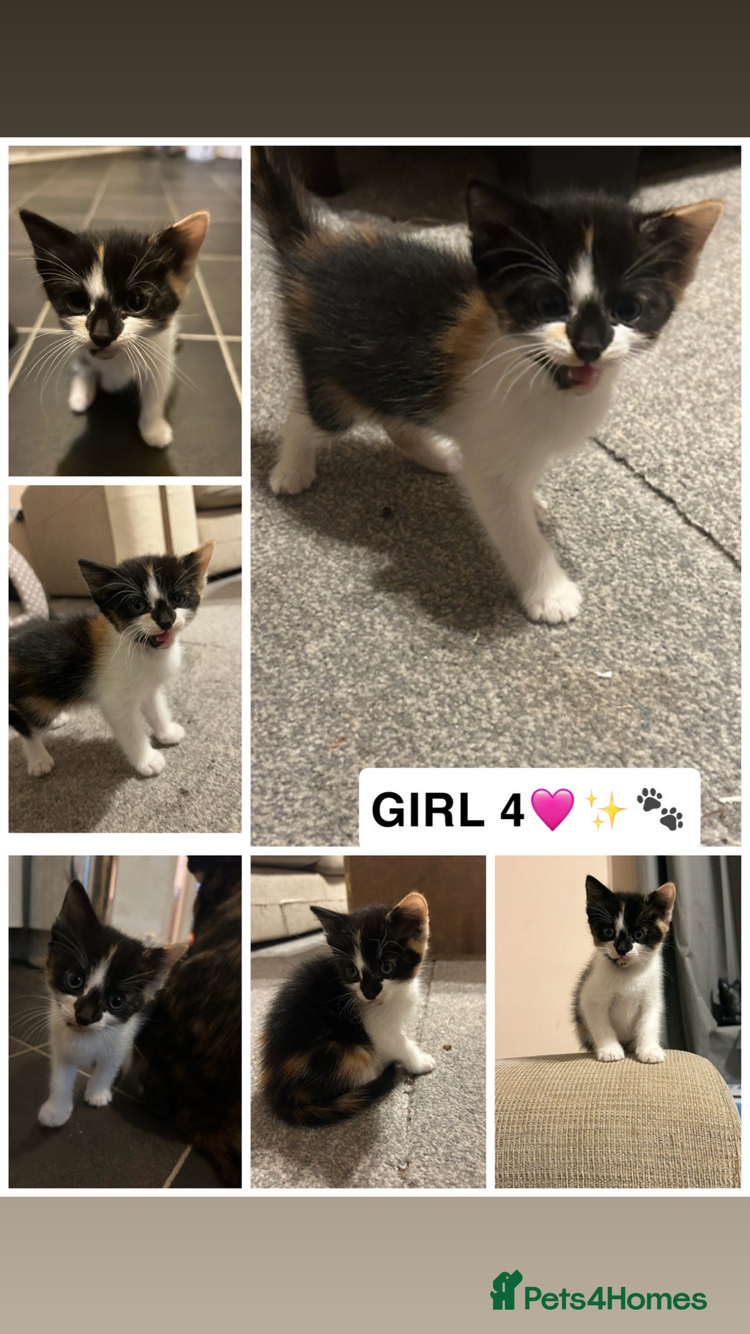 British Shorthair cats for sale: ✨4 BEAUTIFUL KITTENS✨ - Image 4