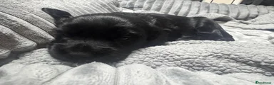 Cocker Spaniel 1
