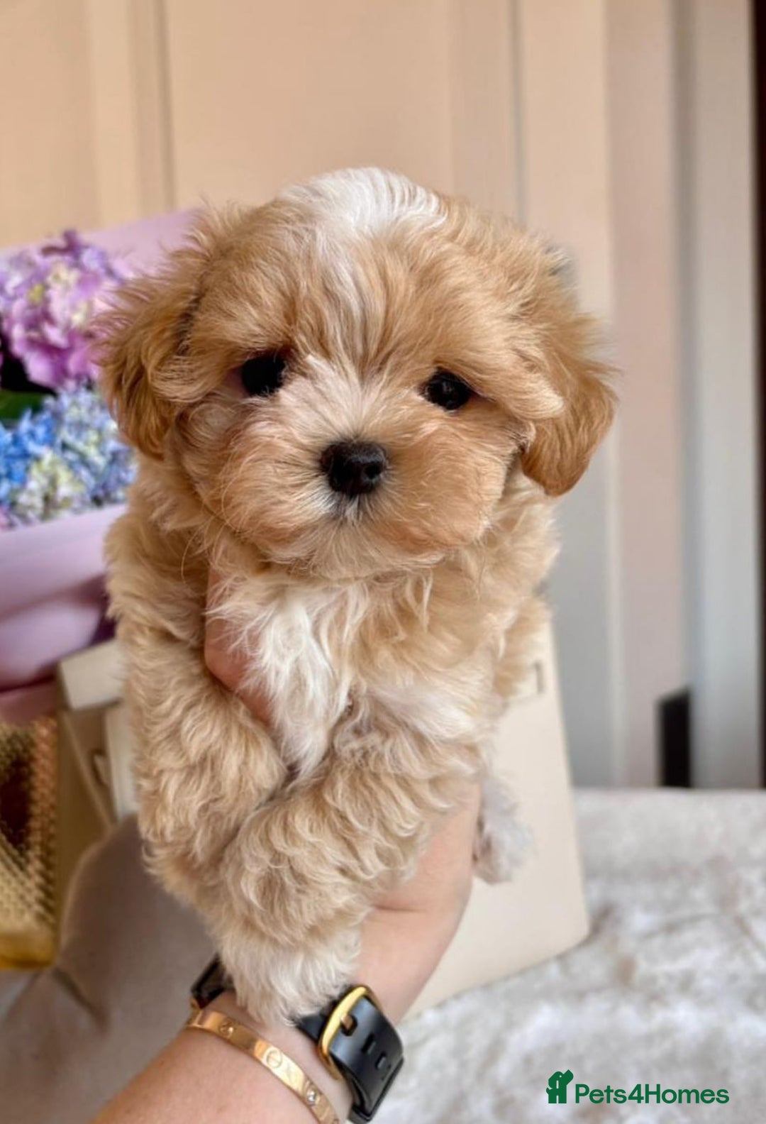 Maltipoo dogs for sale: Adorable Maltipoo Puppies for Sale! 🐾❤️ - Image 10