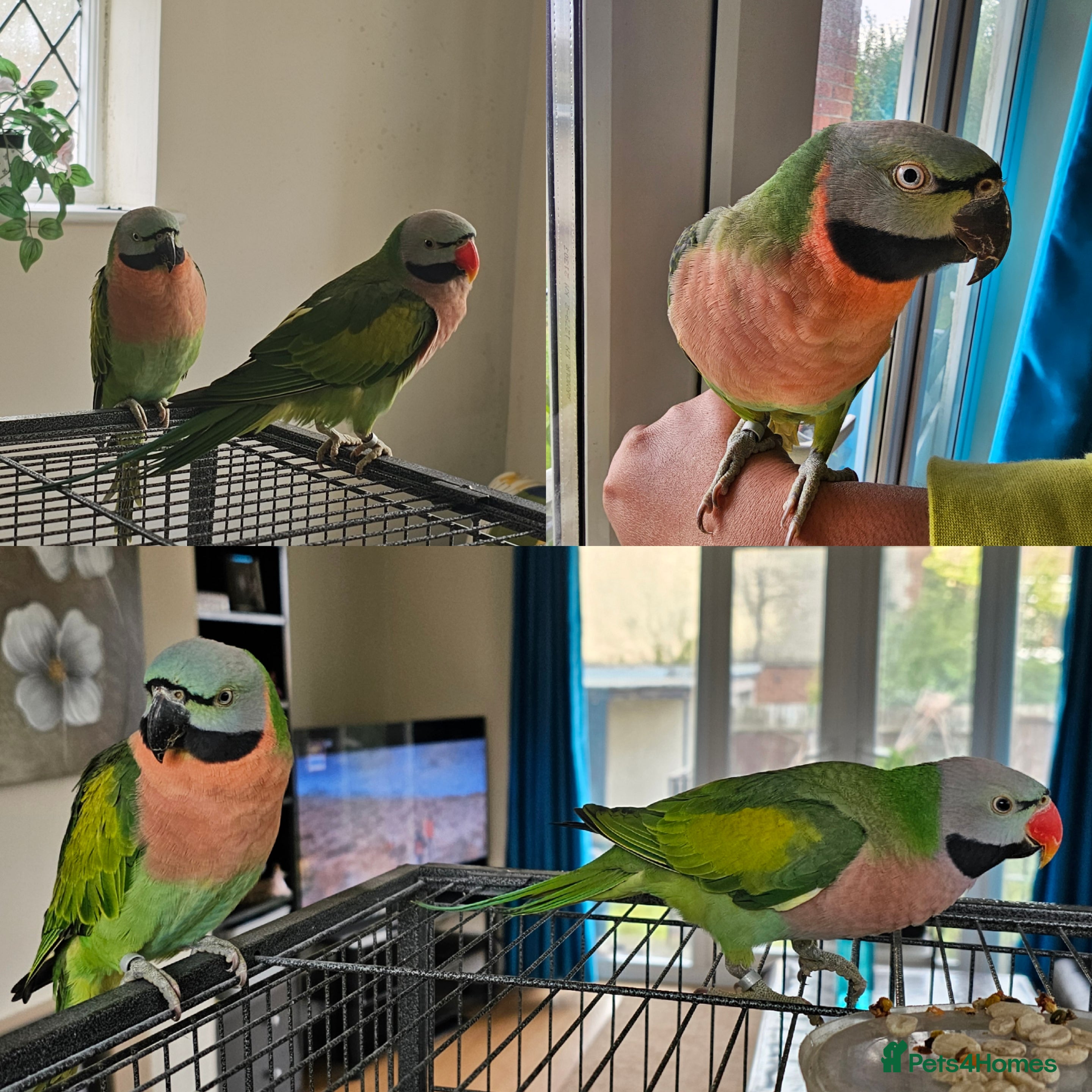 Parakeets birds Mustache Parakeets - Advert 12