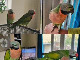 Parakeets birds Mustache Parakeets - Advert 3