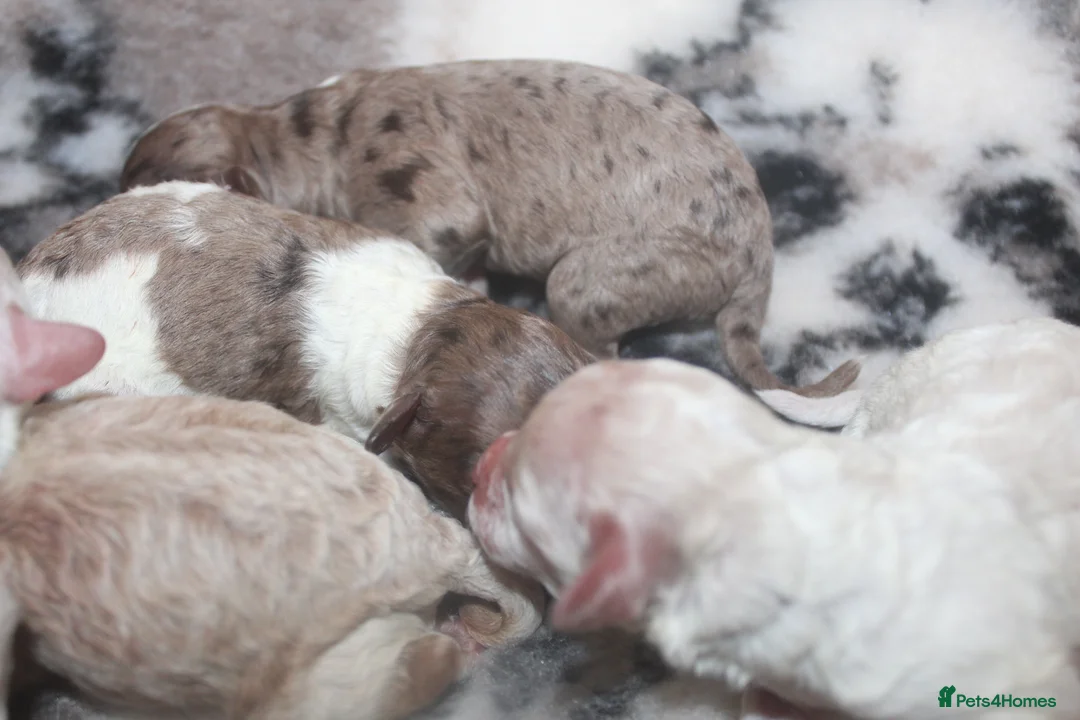 Cockapoo dogs for sale: Child friendly cockapoo puppies ready March - Advert 9