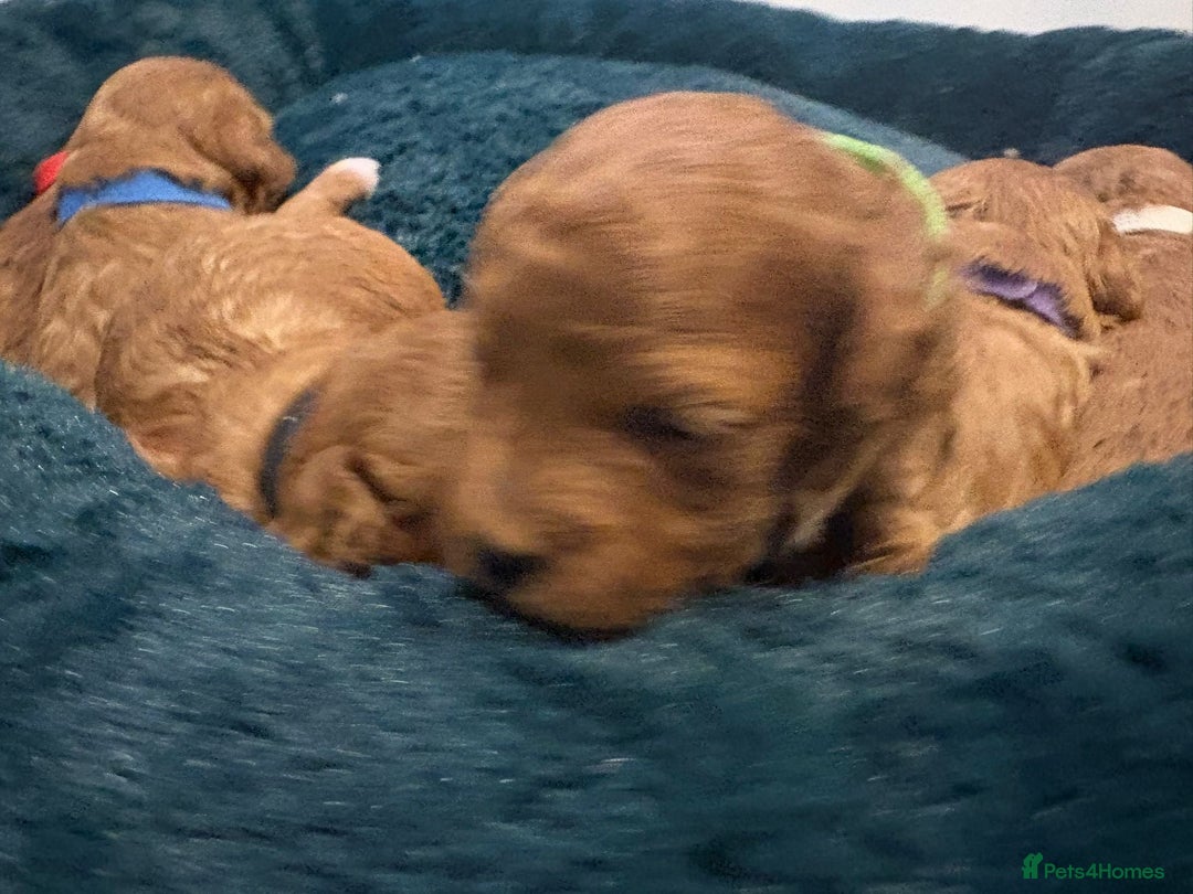 Cavapoo dogs for sale: Gorgeous and adorable F1b toy cavapoo puppies  - Image 8