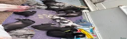 Great Dane dogs for sale: Gorgeous litter of kc registered Dane puppy's  - Advert 16
