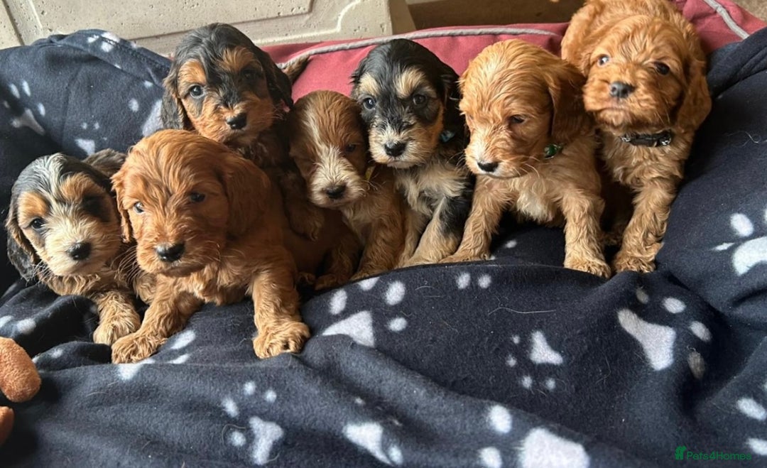 Cockapoo dogs for sale: 7 f1 cockapoo  - Image 7