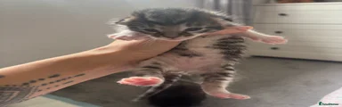 Mixed Breed Kitten 1