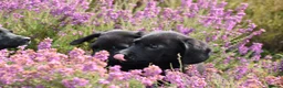 Springador dogs for sale: F1 springadors .  in Thirsk - Advert 5