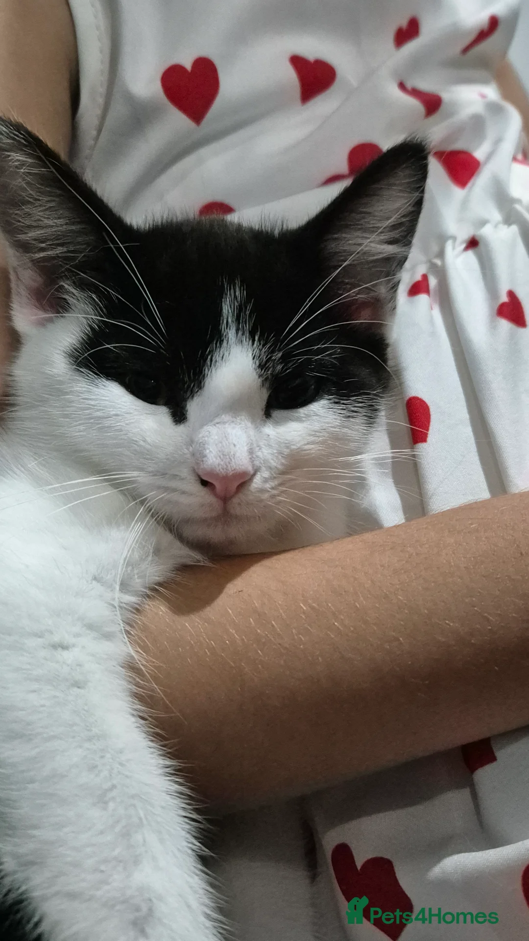 Mixed Breed cats for sale: Batty & Rosie - Advert 2