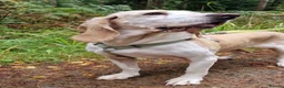 Mixed Breed dogs for adoption: Roma - Sabueso (Spanish Hound)  - Advert 8