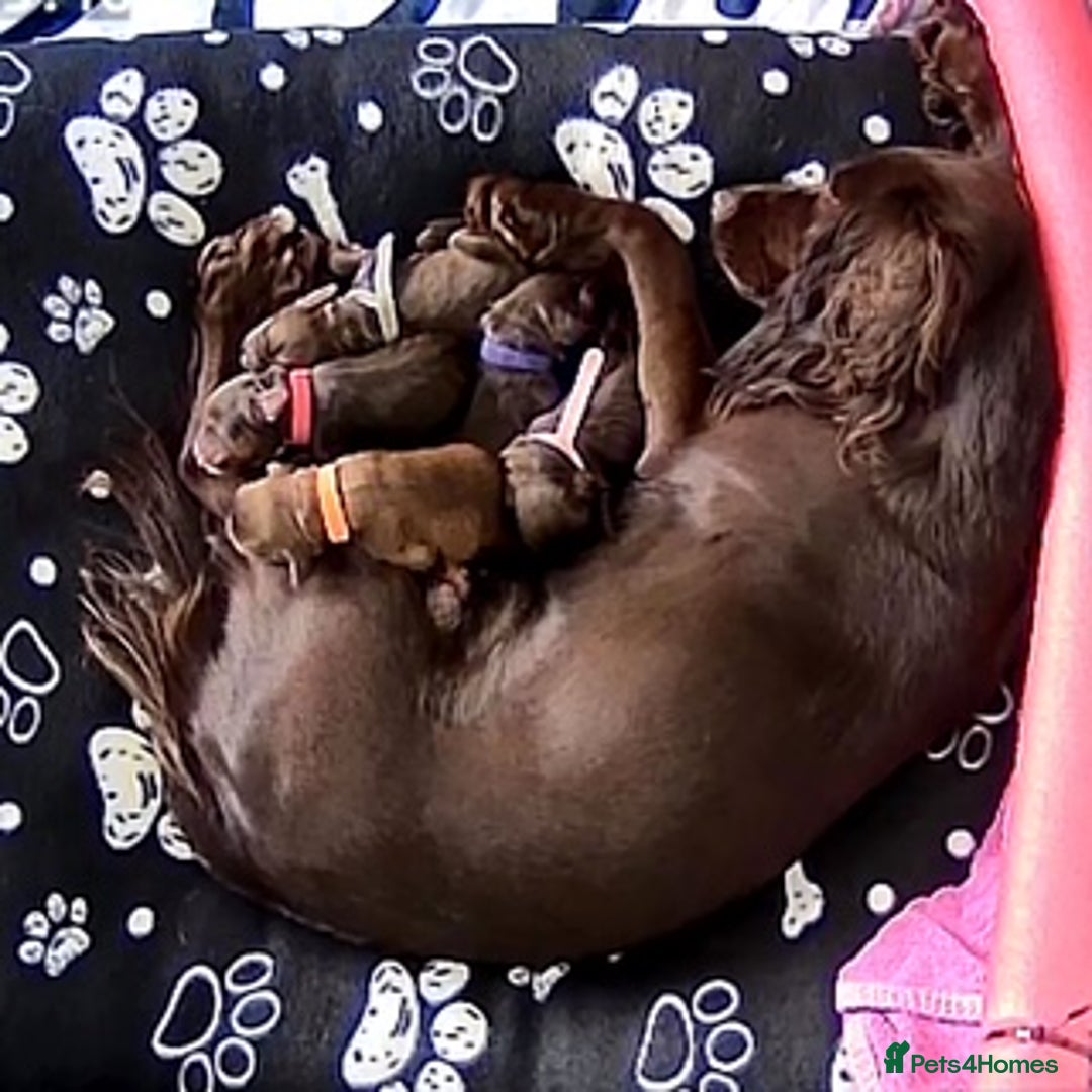 Cocker Spaniel dogs for sale: Chocolate Cocker Spaniel’s  in Crook - Image 14