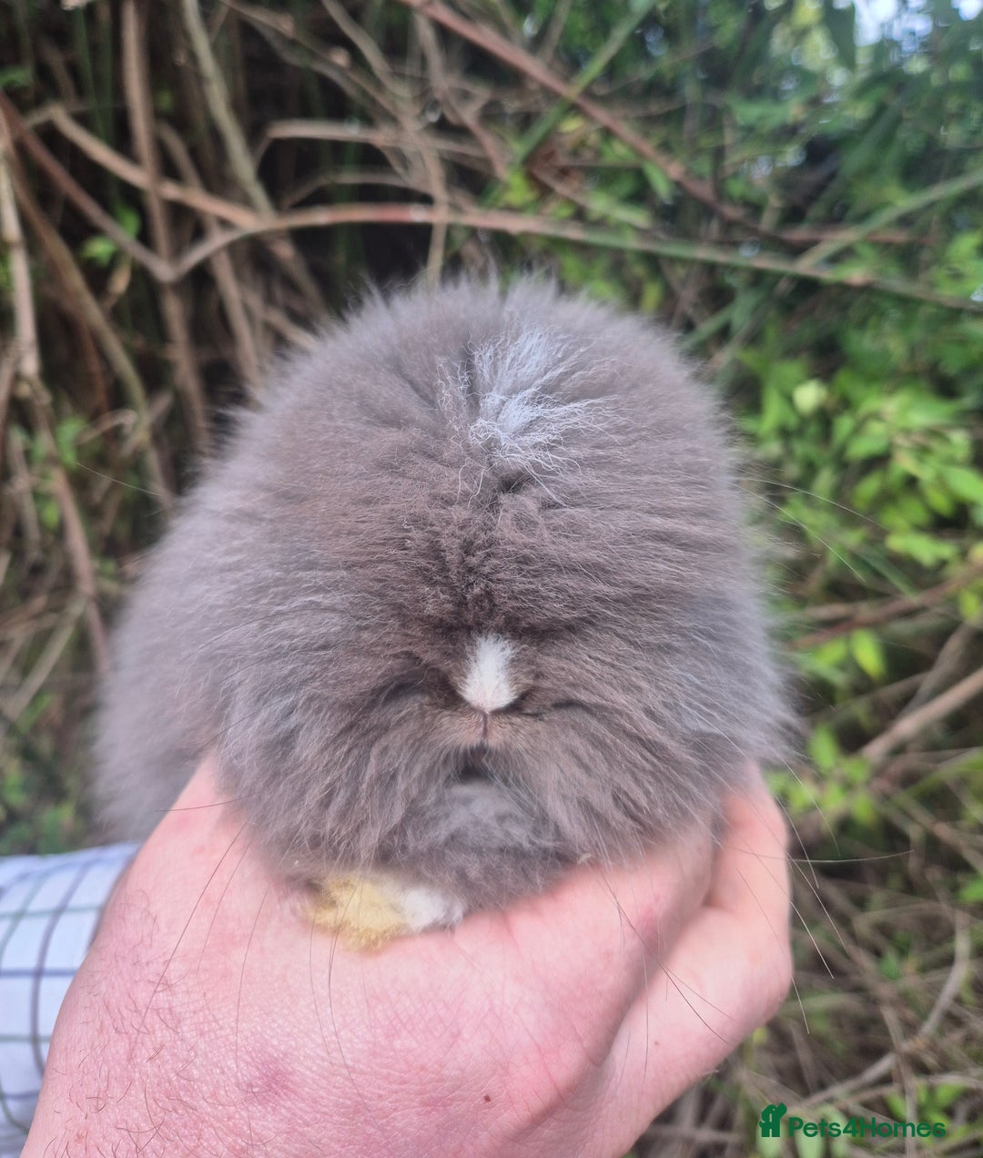 Angora rabbits for sale: 💙🩷 beautiful Teddydwerg babies-parents imported! - Advert 2