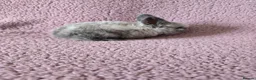 Mixed Breed rabbits for sale: Mini lop Rabbits  - Advert 3