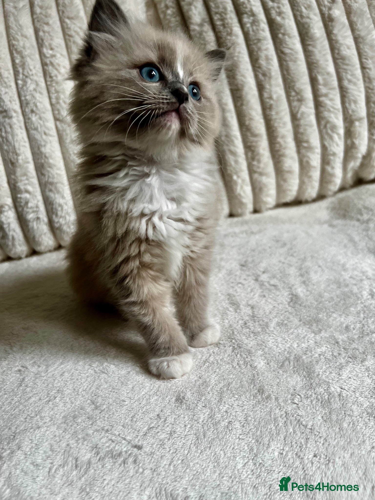Ragdoll cats TICA REGISTERED KITTEN  - Advert 10