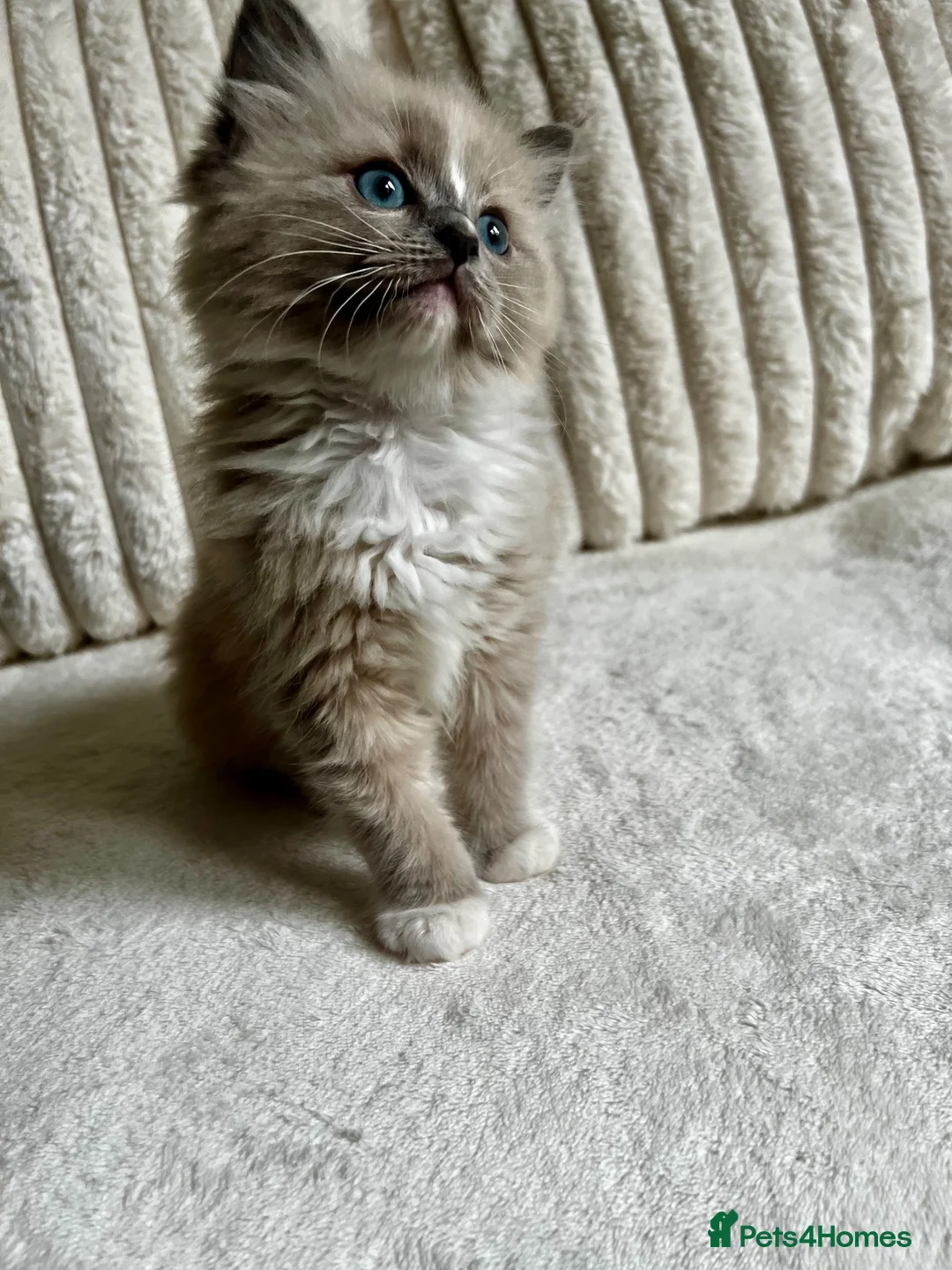 Ragdoll cats for sale: TICA REGISTERED KITTEN  - Advert 1