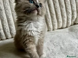 Ragdoll cats TICA REGISTERED KITTEN - Advert 10