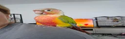 Conures birds for sale: Green-Cheeked Conure in Barking - Advert 7