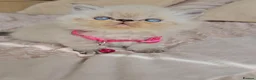 Persian cats for sale: Stunning Top Quality Persian Kittens  - Advert 24
