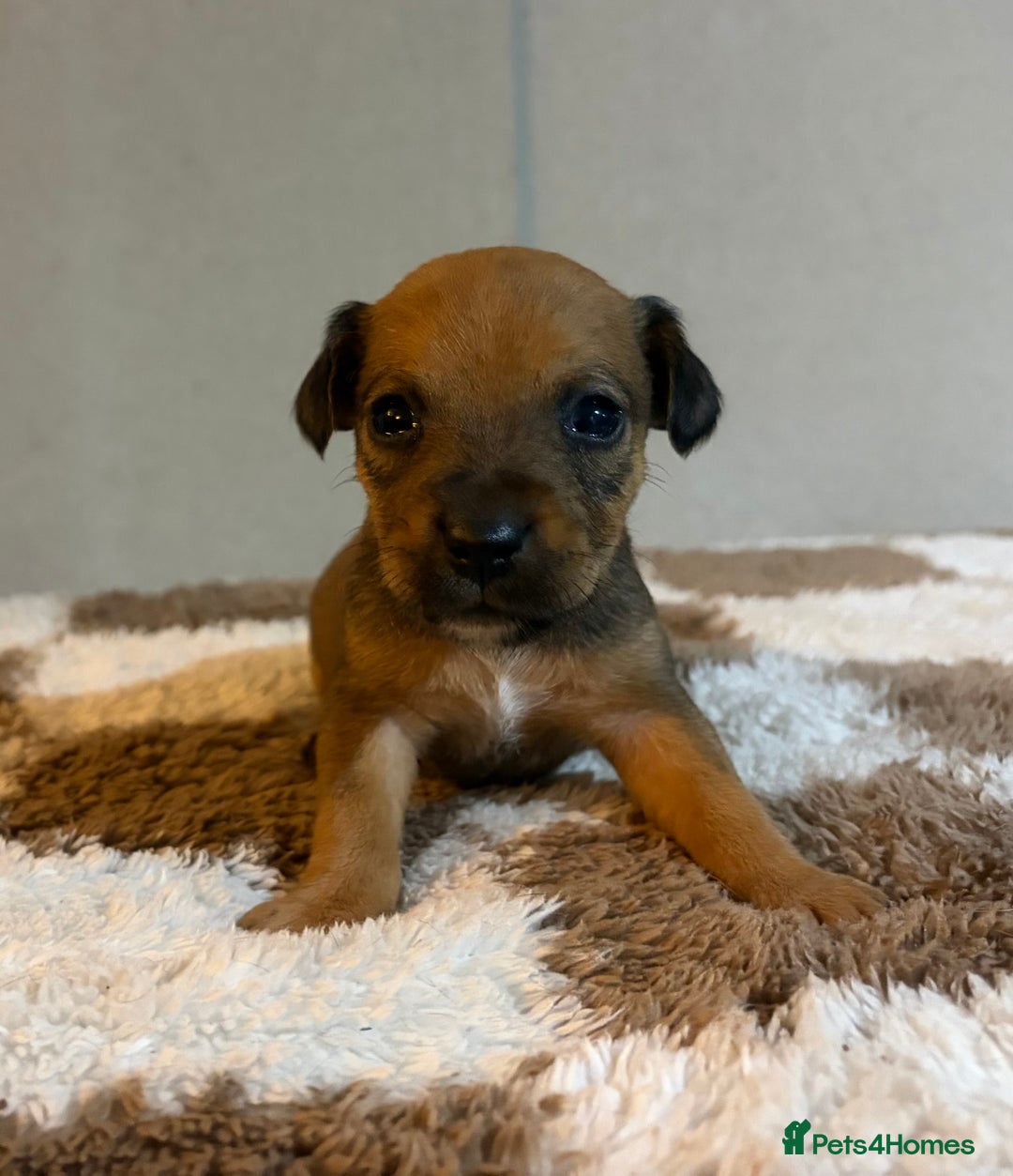 Mixed Breed dogs for sale: Lakeland x Russell pups  - Advert 11