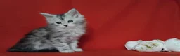 Maine Coon cats for sale: Pure Maine Coons Kittens For Sale - Advert 15