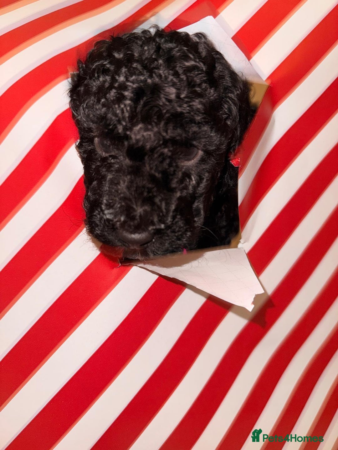 Cavapoo dogs for sale: 2 Male 2 Female unique colours Cavapoo’s - Advert 9