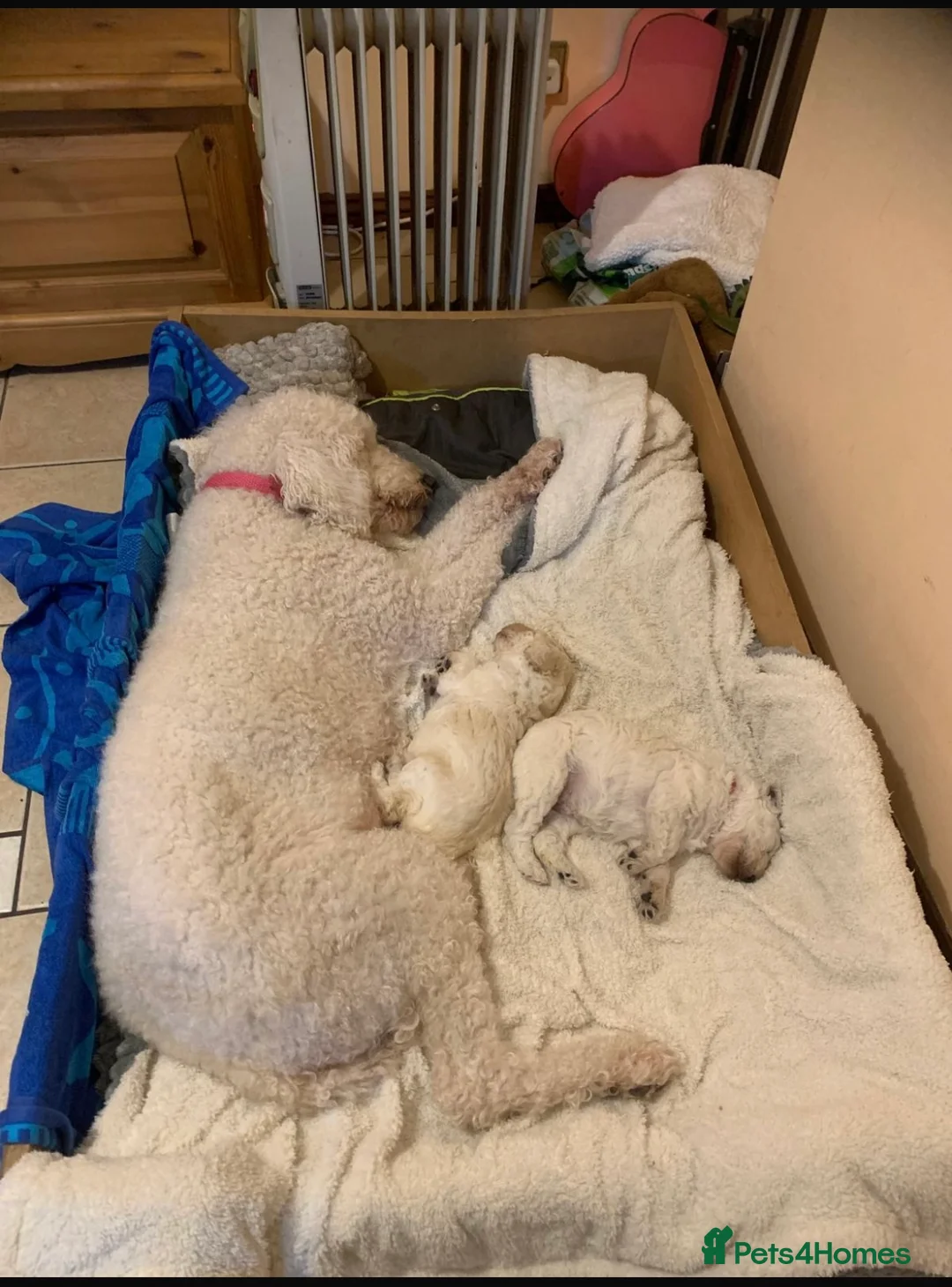 Labradoodle dogs for sale: Two beautiful female labradoodle puppies  - Advert 9