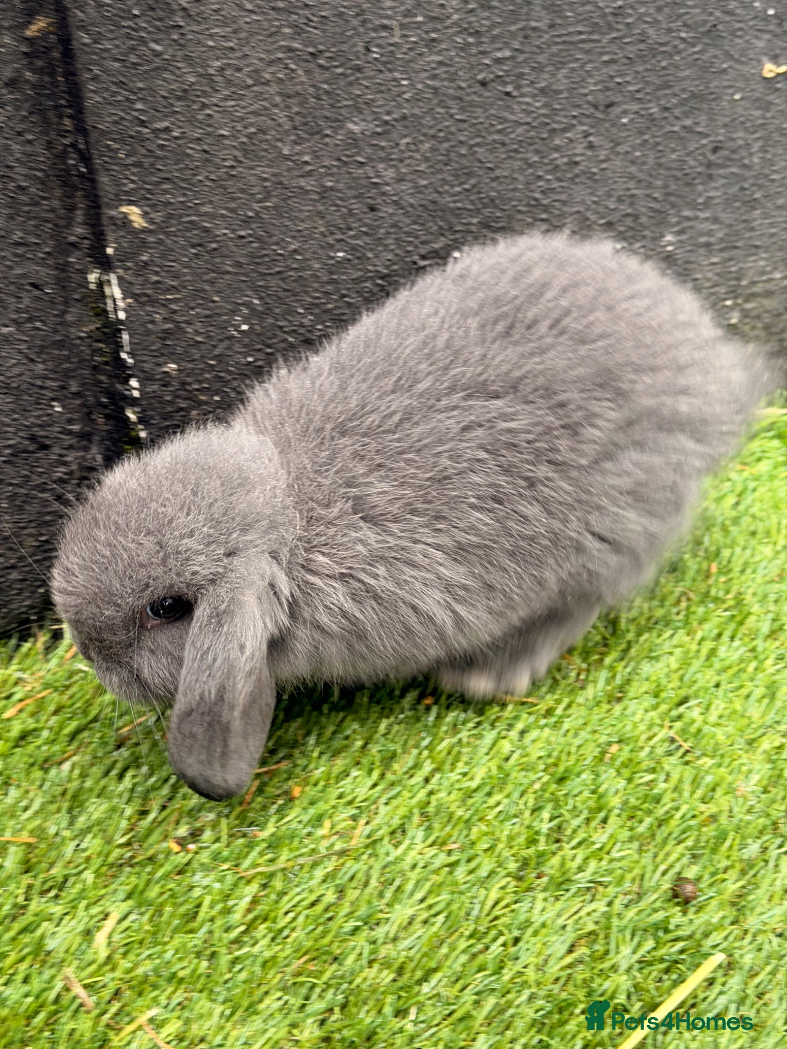 Mini Lop rabbits Stunning mini lops  - Advert 21