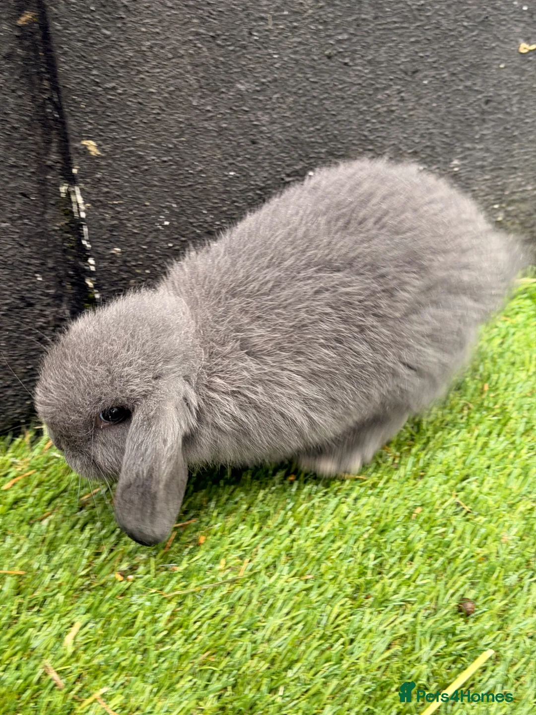 Mini Lop rabbits for sale: Stunning mini lops  - Advert 1