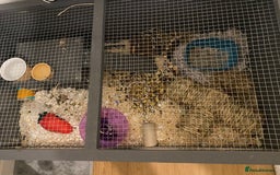 Hamster rodents for sale: Syrian hamster - Image 6