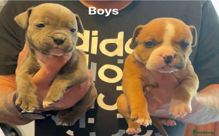 Mixed Breed dogs - Advert 1