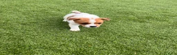 Jack Russell dogs for sale: 7 beautiful jack Russel puppies for sale - Advert 33