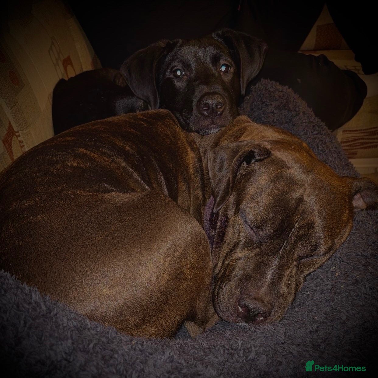 Mixed Breed dogs American staff x cane corso puppies - Advert 1