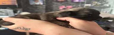 Jack Chi Puppy 2